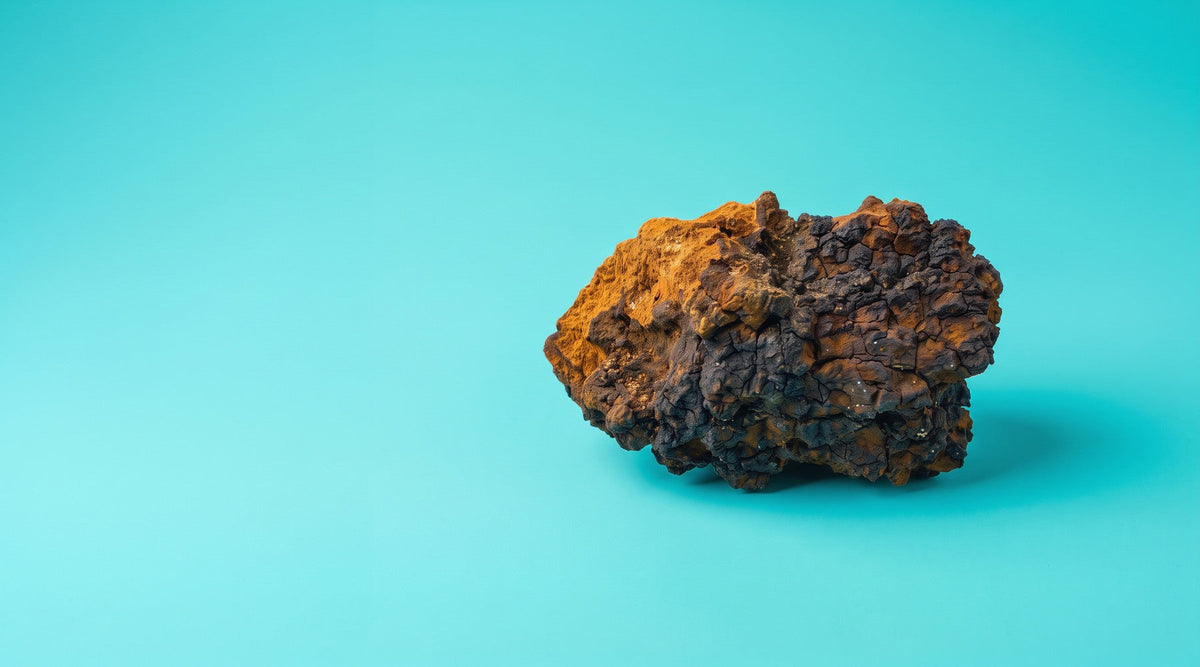 A piece of Chaga (Inonotus obliquus), black crust and rust-orange interior, on a cyan backdrop