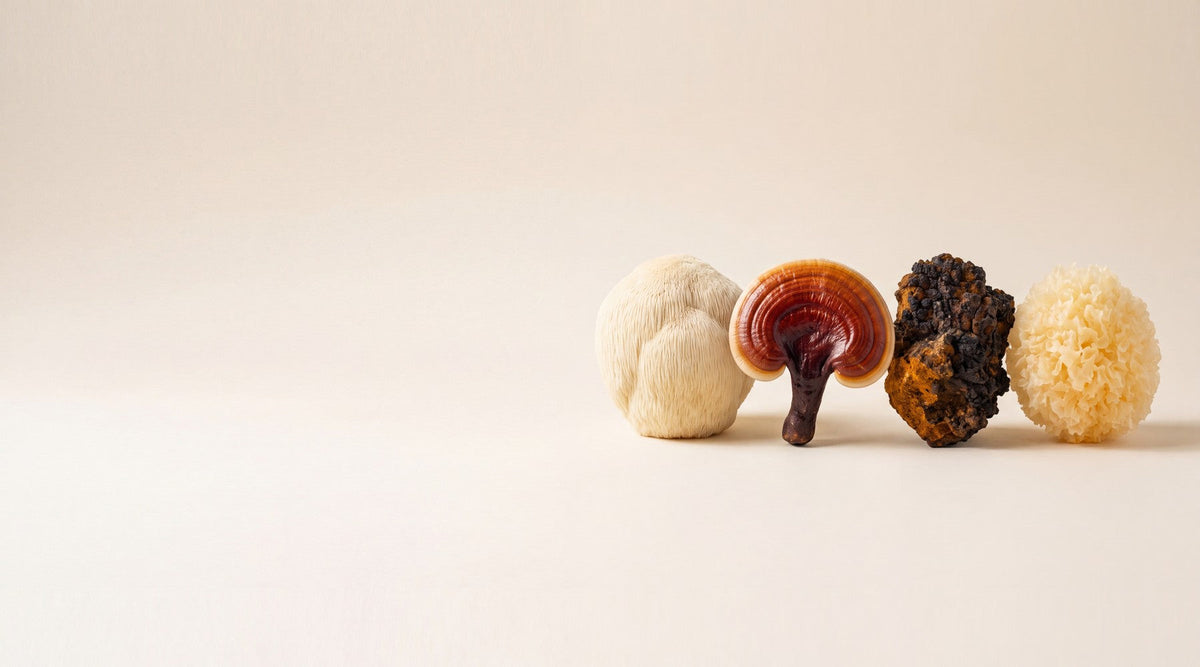 Lion's Mane (Hericium erinaceus), Reishi (Ganoderma lucidum), Chaga (Inonotus obliquus) and Snow Fungus (Tremella fuciformis) in a row on cream paper