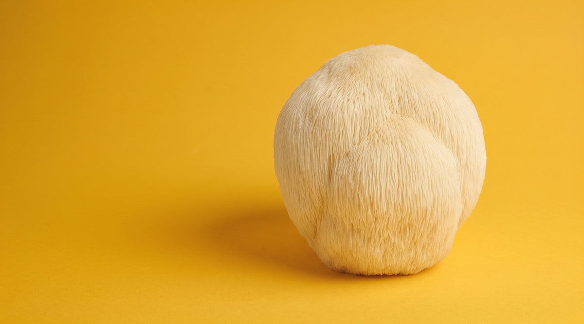 Lion's Mane mushroom (Hericium erinaceus) on a yellow backdrop