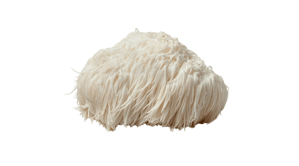 Lion's Mane mushroom (Hericium erinaceus) on a dark green background