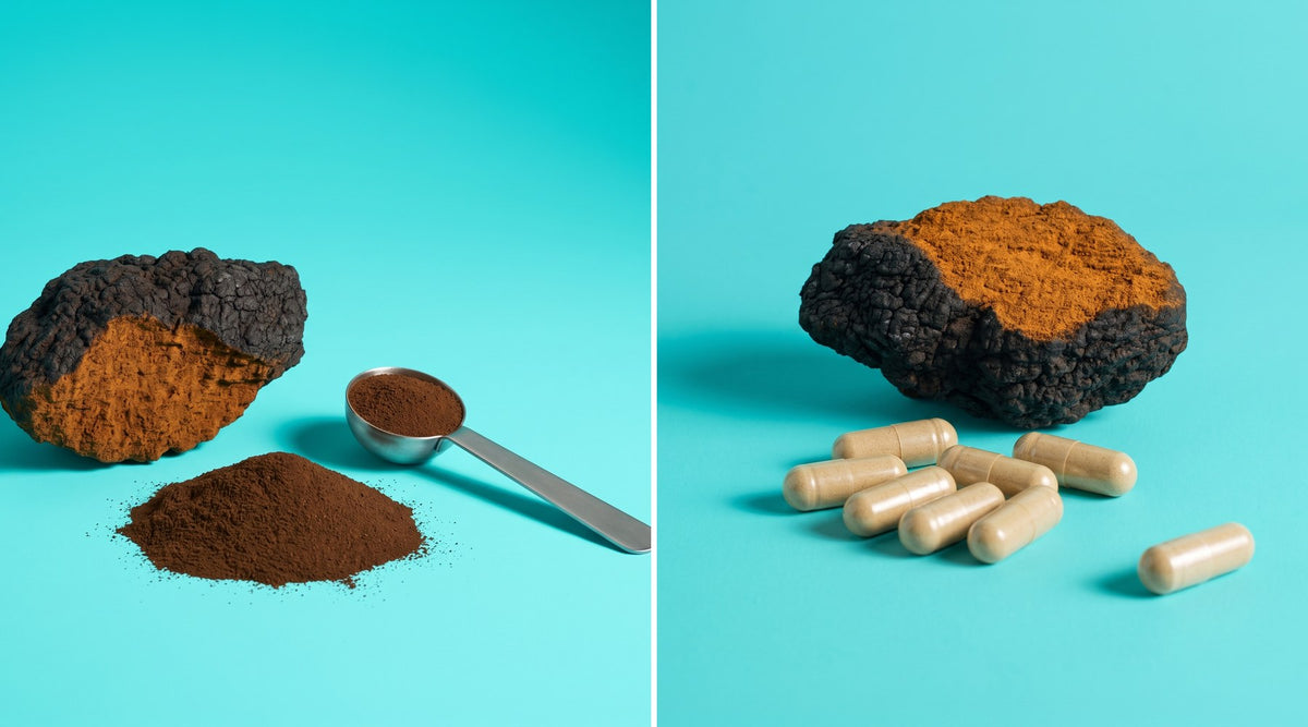 Chaga (Inonotus obliquus) shown two ways: extract powder with a measuring scoop beside vegetable capsules, on a cyan backdrop