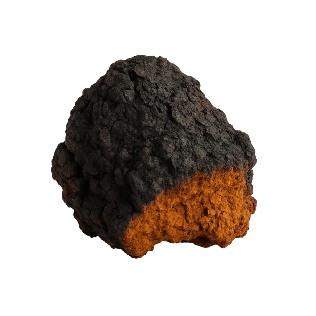 Chaga (Inonotus obliquus), a black cracked conk with an orange interior, on a white background