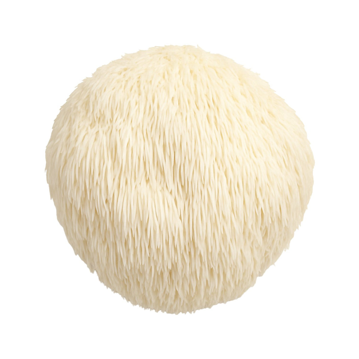 Lion's Mane mushroom (Hericium erinaceus), a round white mushroom with soft cascading spines, on a white background