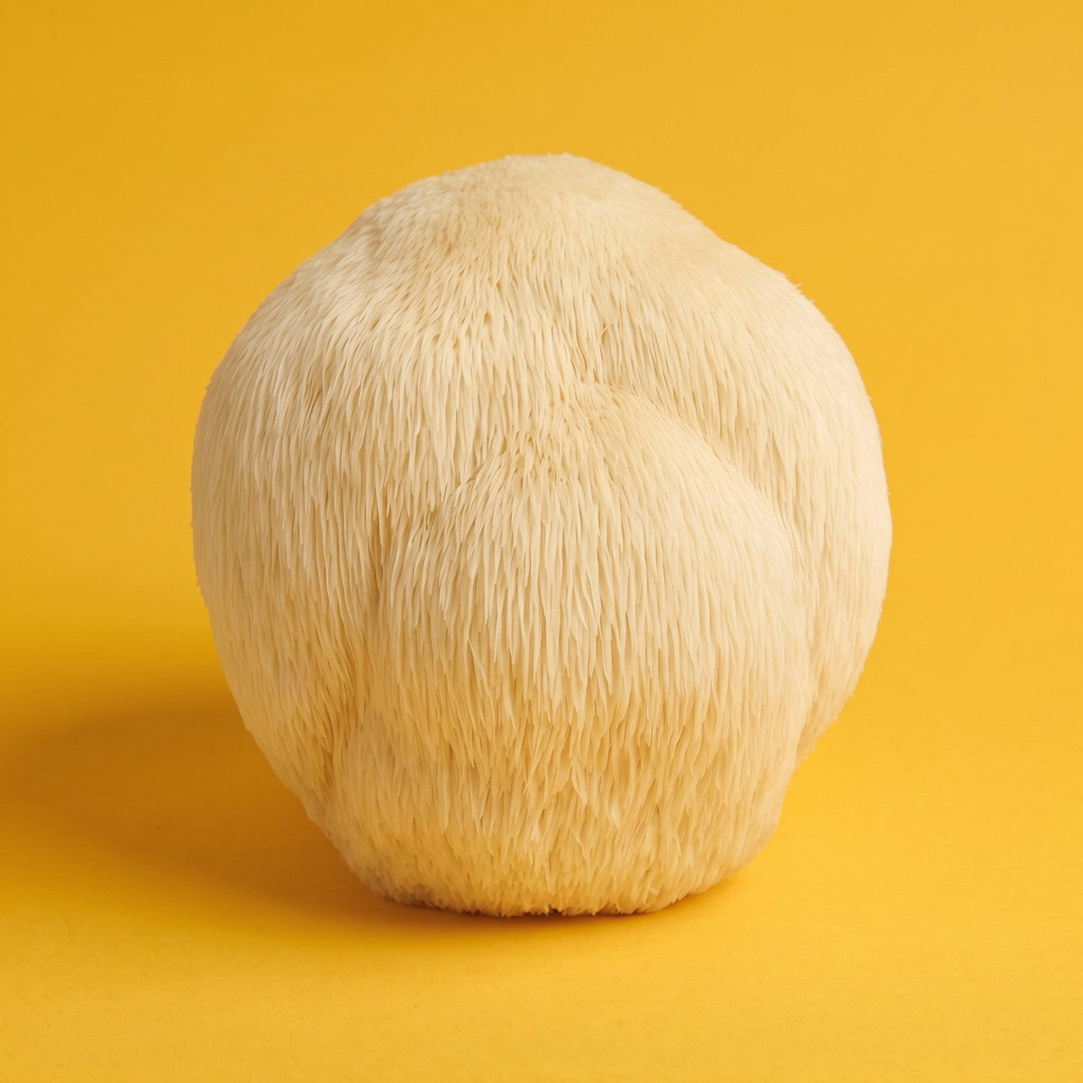 Lion's Mane mushroom (Hericium erinaceus) on a yellow backdrop