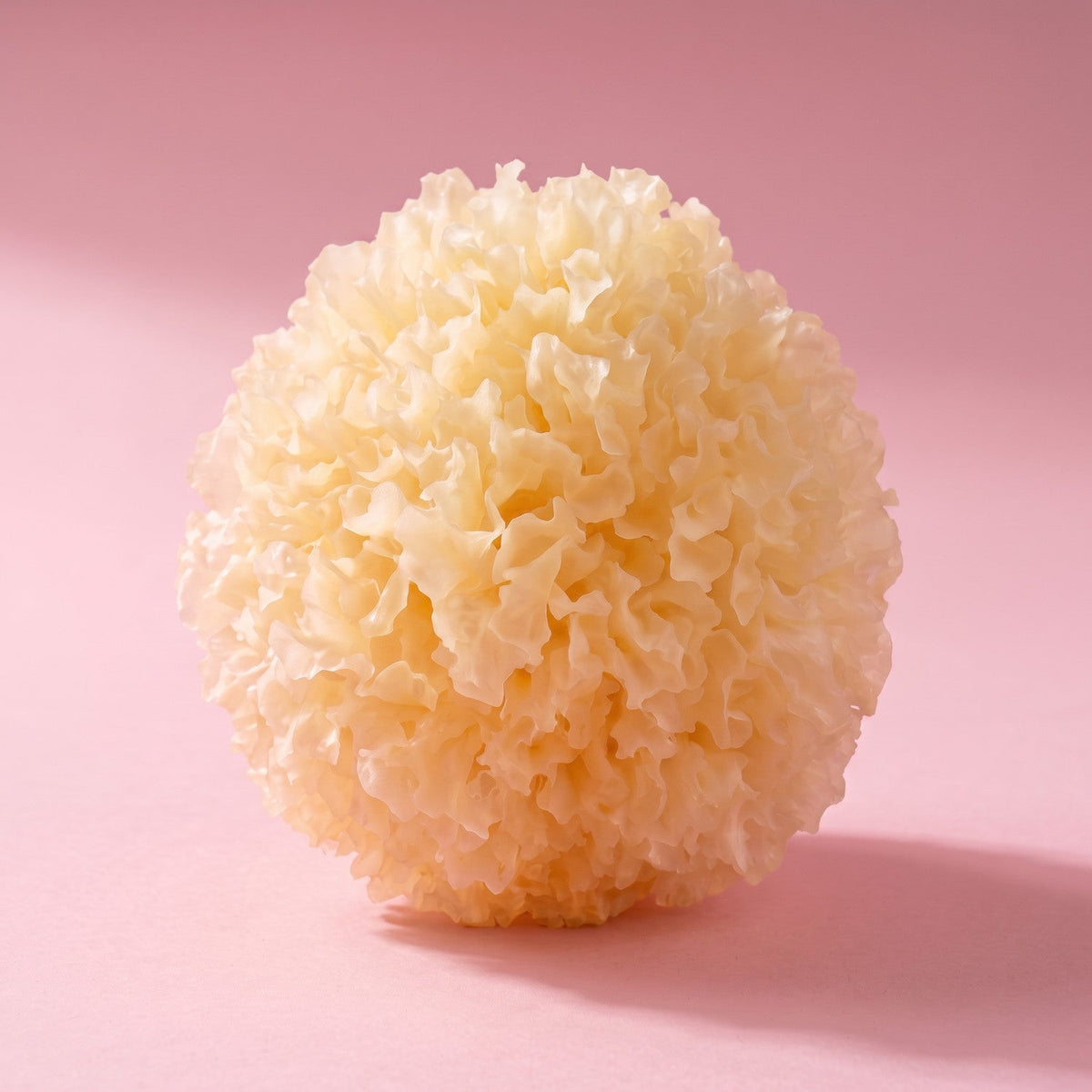 Snow Fungus (Tremella fuciformis) on a pink backdrop