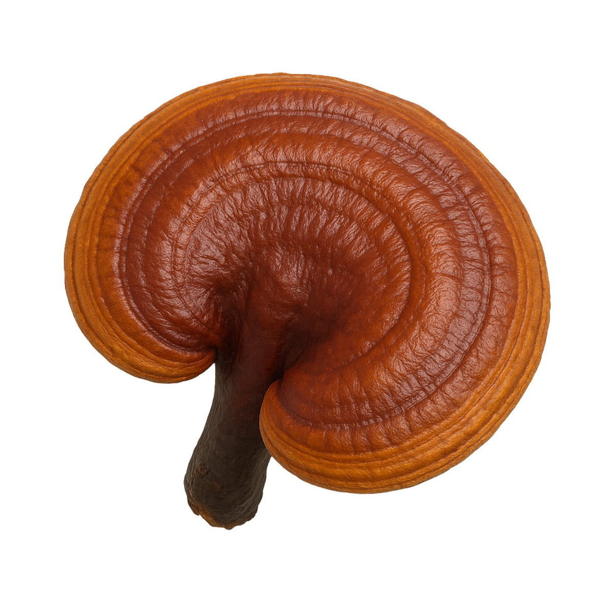 Reishi mushroom (Ganoderma lucidum), a glossy red-brown kidney-shaped cap on a dark stem, on a white background