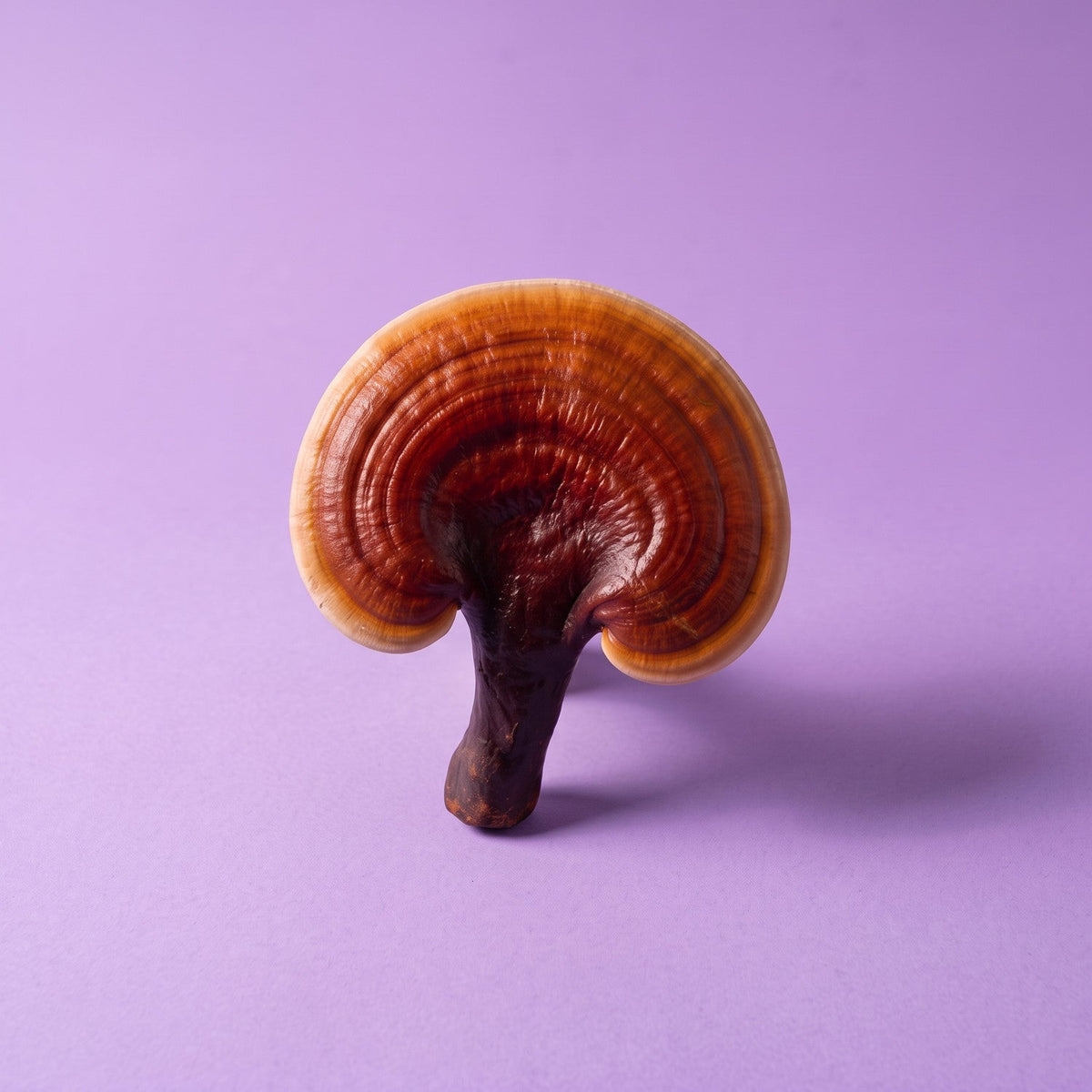 Reishi mushroom (Ganoderma lucidum) on a lilac backdrop