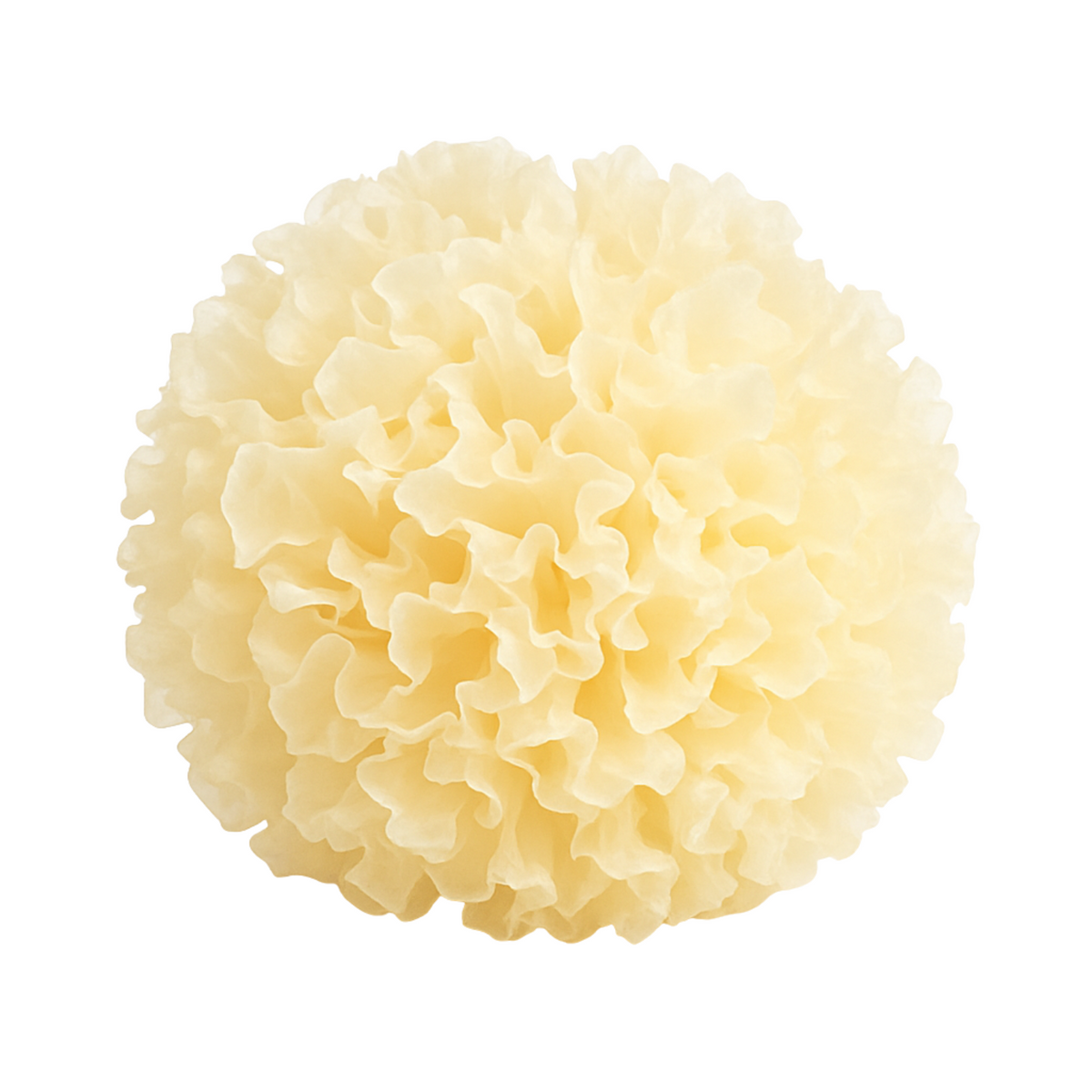 Snow Fungus (Tremella fuciformis), a frilled white mushroom also called silver ear, on a white background
