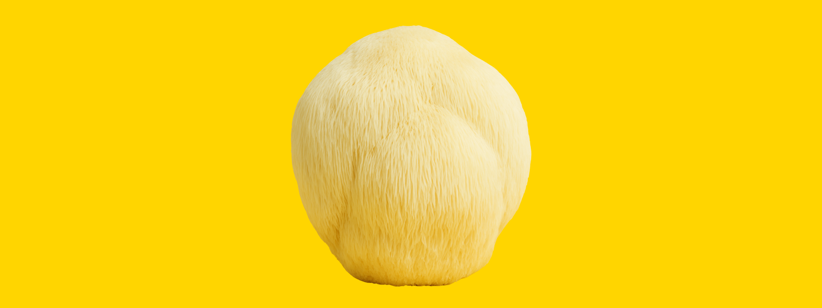 Lion's Mane mushroom on yellow background