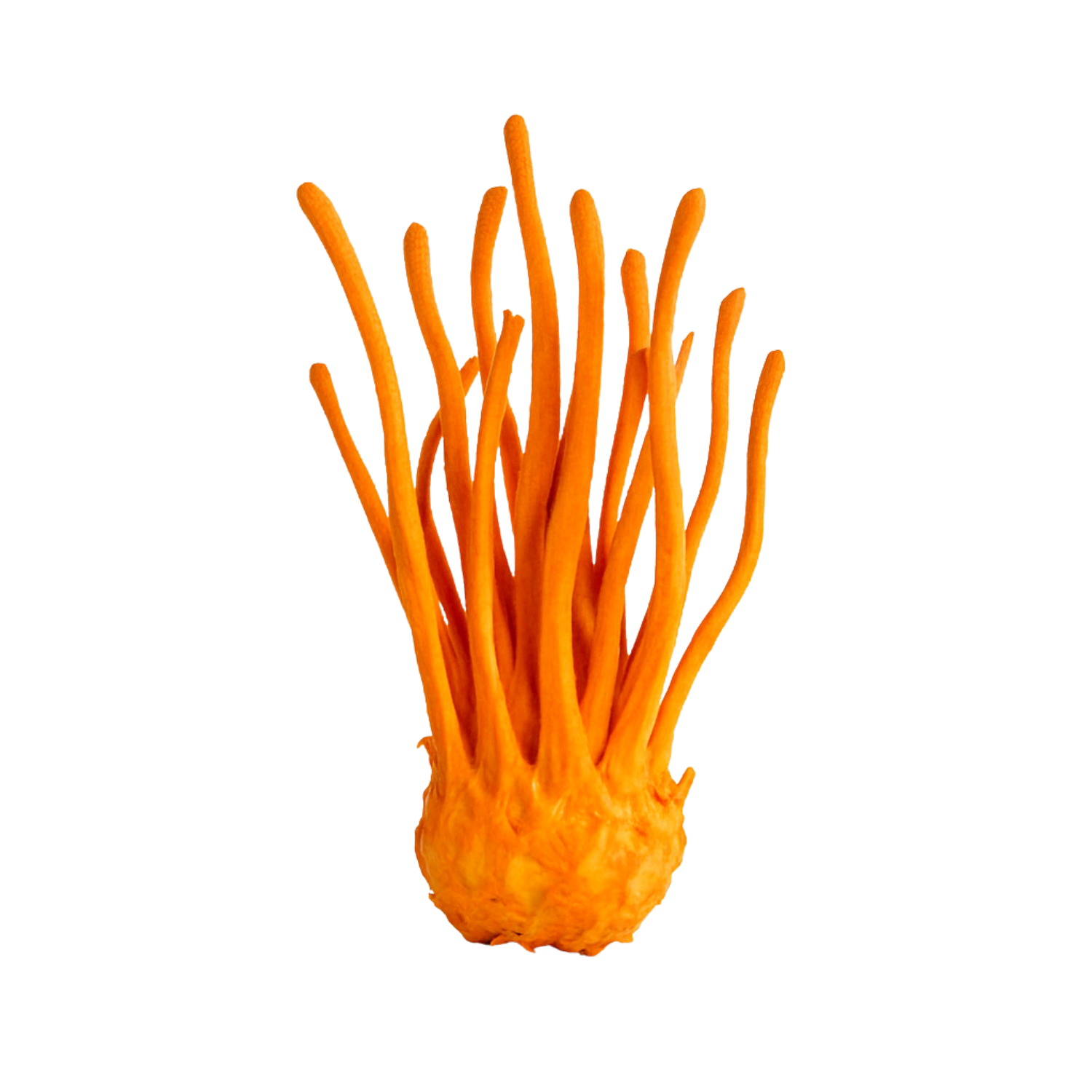 Cordyceps mushroom on a white background