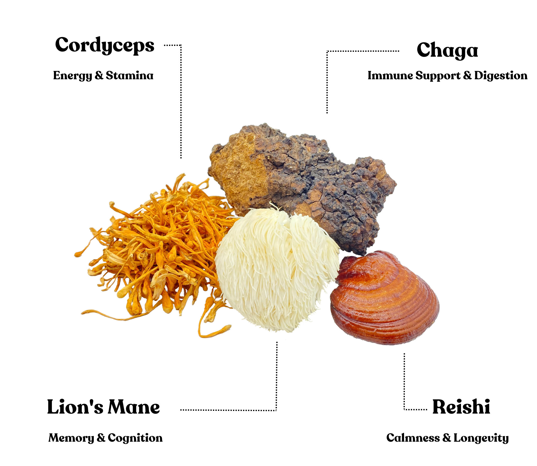 Image of four medicinal mushrooms with their benefits labeled: Cordyceps (thin, orange, and curly) for Energy & Stamina, Chaga (dark, rough, and bark-like) for Immune Support & Digestion, Lion's Mane (white, fluffy, and spherical) for Memory & Cognition, and Reishi (reddish-brown, glossy, and kidney-shaped) for Calmness & Longevity.