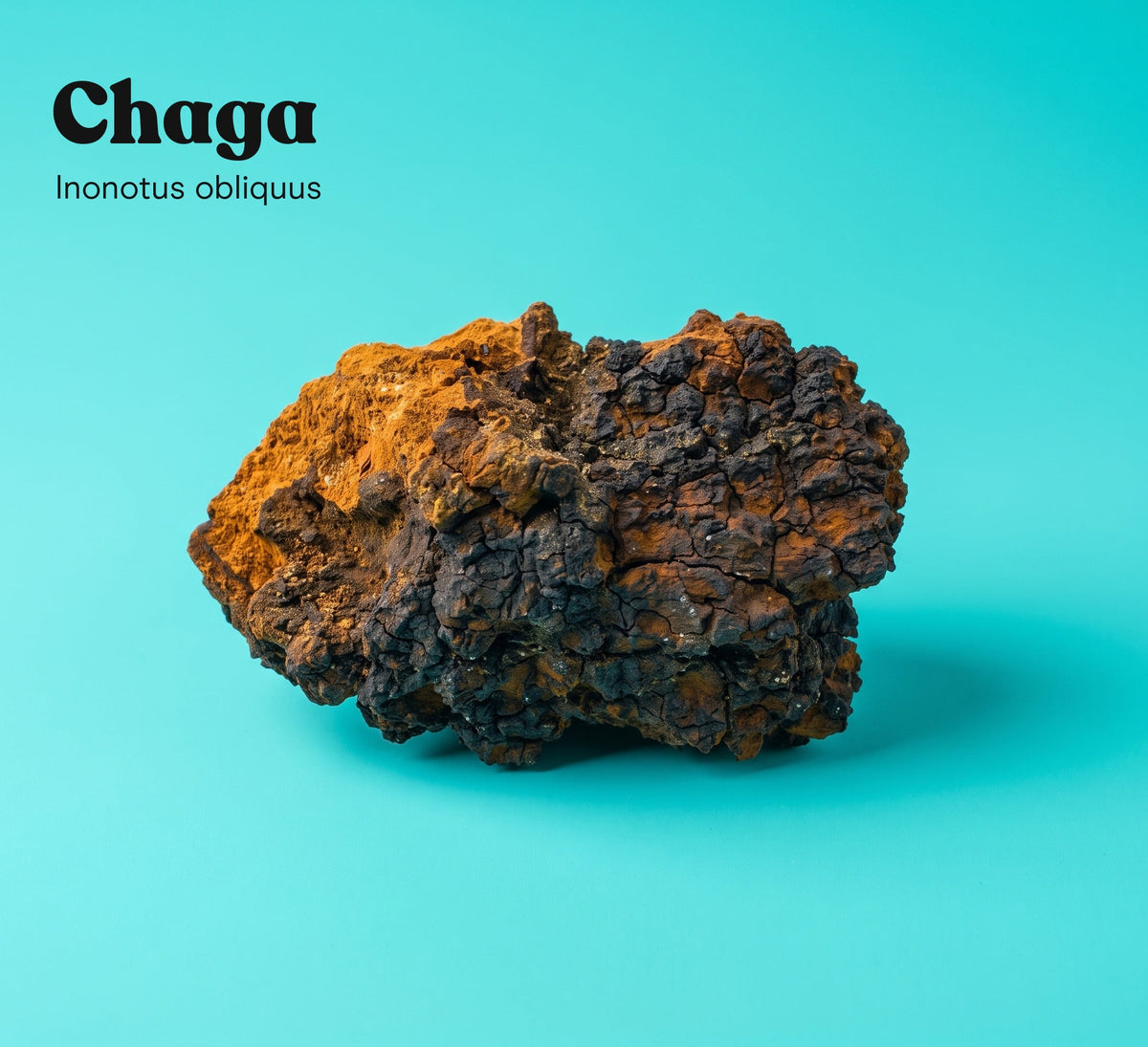 Chaga mushroom (Inonotus obliquus) on a turquoise studio backdrop, the single mushroom in Pure Fungi Chaga Mushroom Extract Capsules