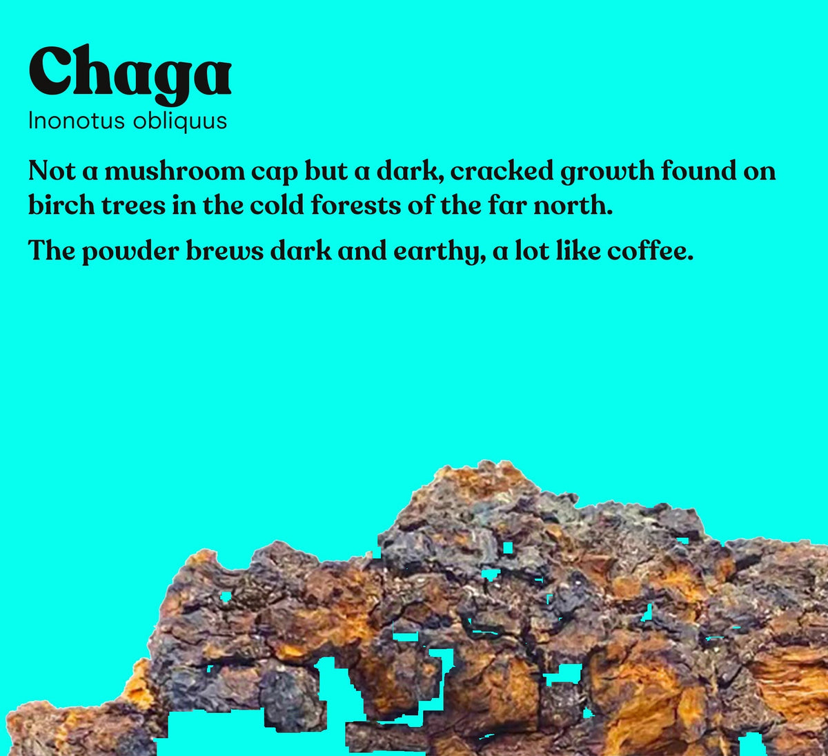 Chaga, Inonotus obliquus, with a short note on where it grows and how the powder tastes