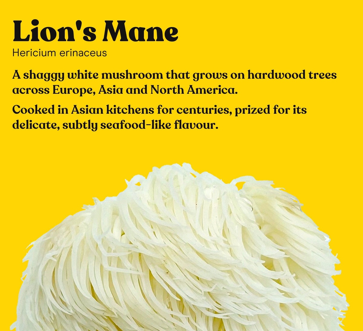 Lion's Mane mushroom, Hericium erinaceus, with a short note on where it grows and how it is cooked