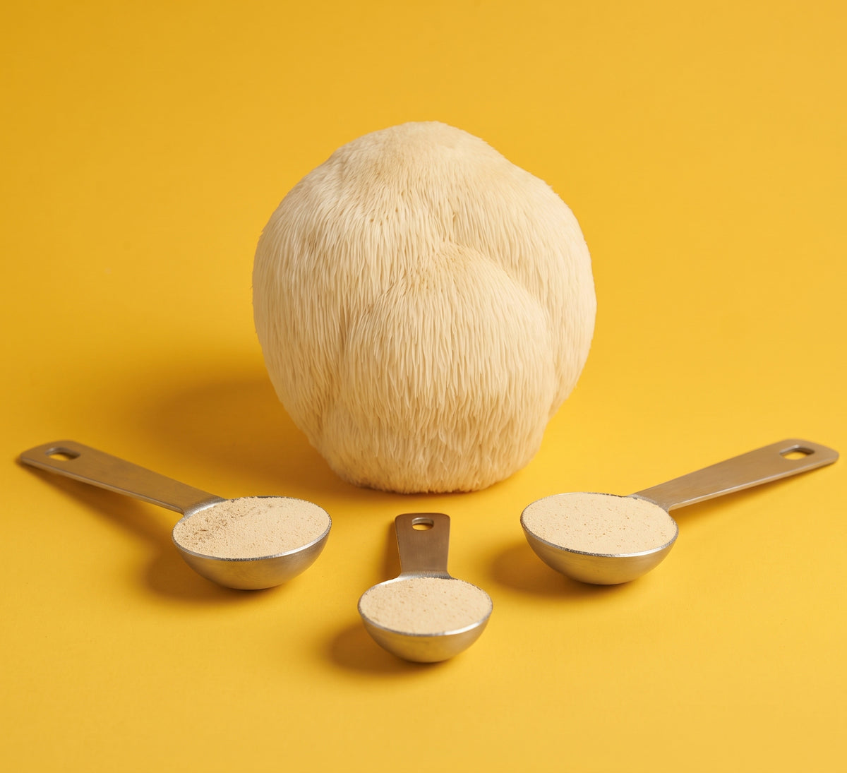 A Lion's Mane mushroom (Hericium erinaceus) with three measuring spoons of extract powder on a yellow backdrop