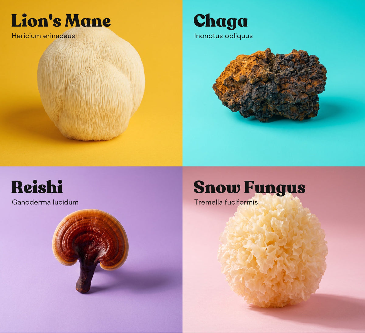 Lion's Mane Mushroom Extract Capsules - Pure Fungi