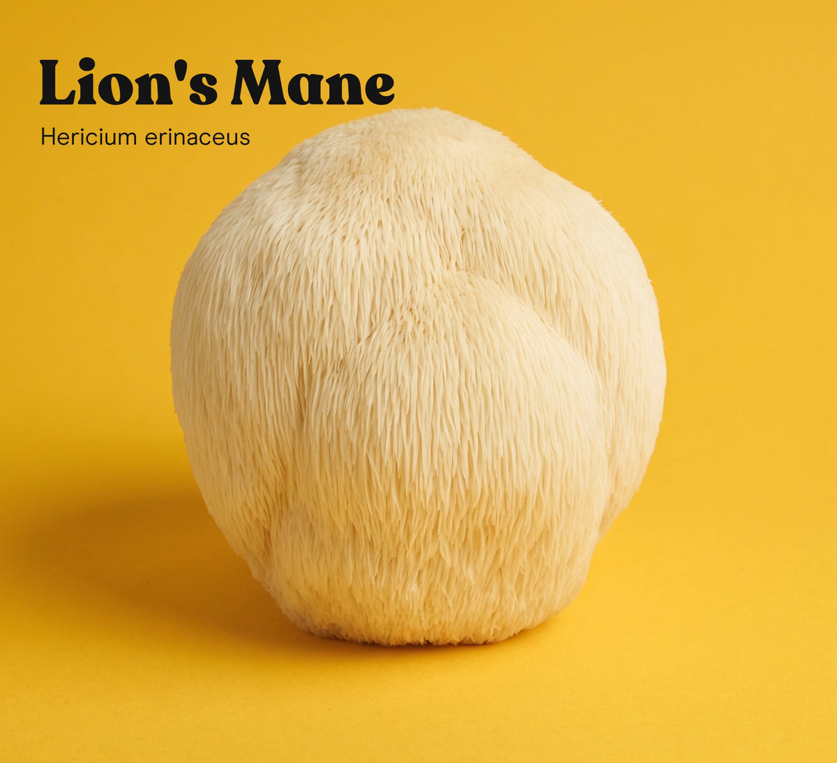 Lion's Mane mushroom (Hericium erinaceus) on a yellow studio backdrop, the single mushroom in Pure Fungi Lion's Mane Mushroom Extract Powder