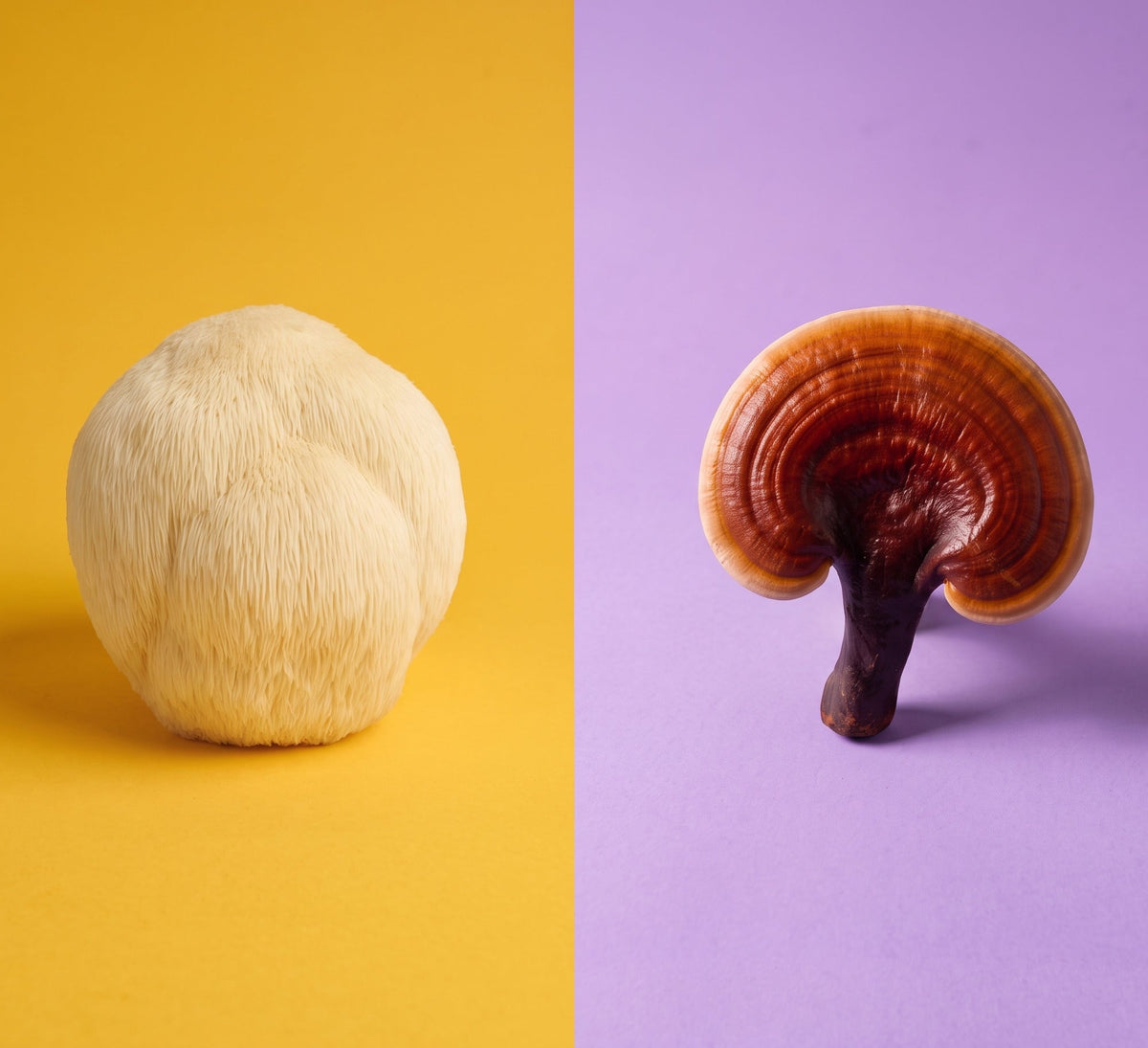 A Lion's Mane mushroom (Hericium erinaceus) and a Reishi mushroom (Ganoderma lucidum) on yellow and lilac backdrops, the two mushrooms in the Duo
