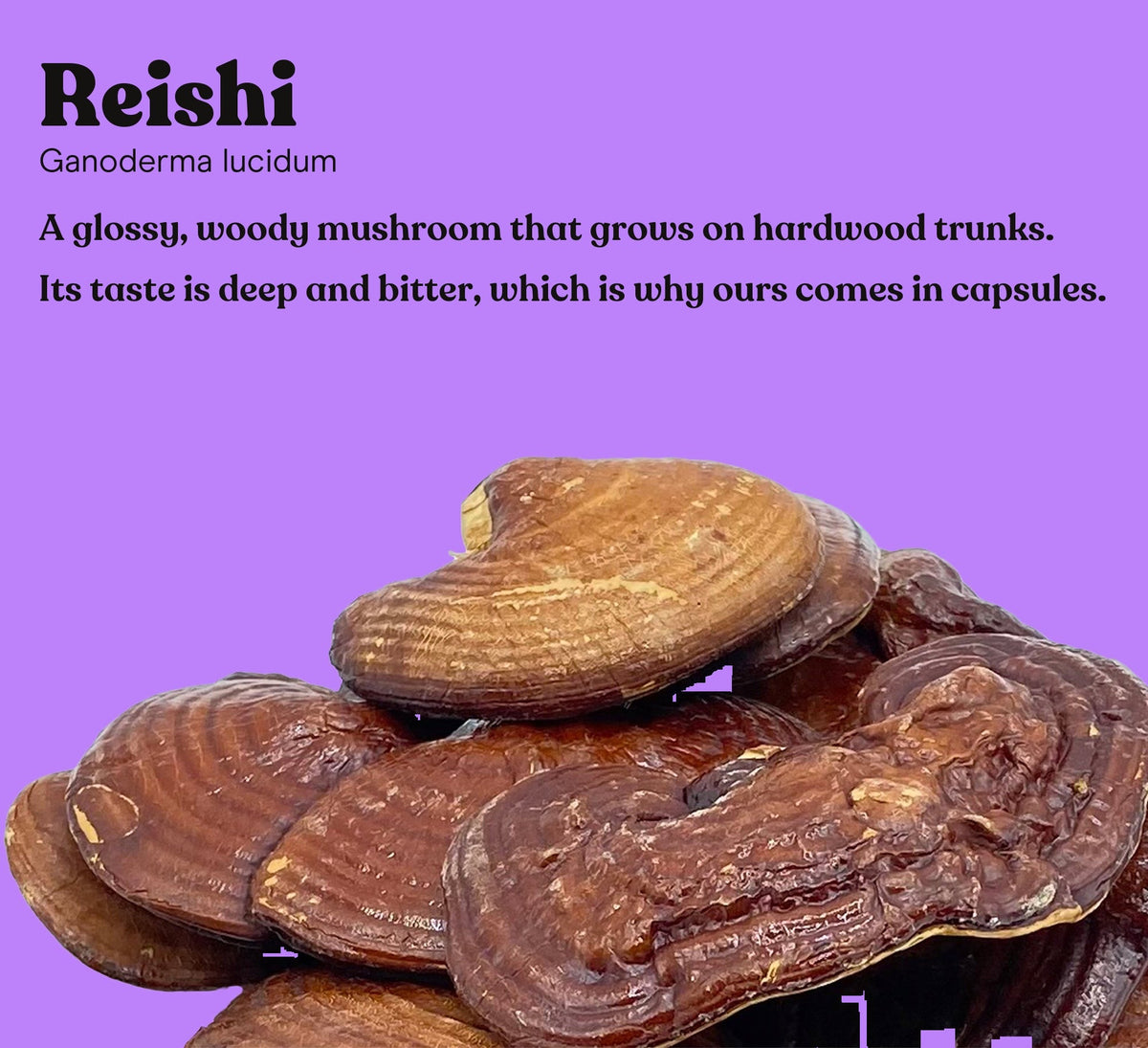 Reishi mushroom, Ganoderma lucidum, with a short note on where it grows and how it tastes