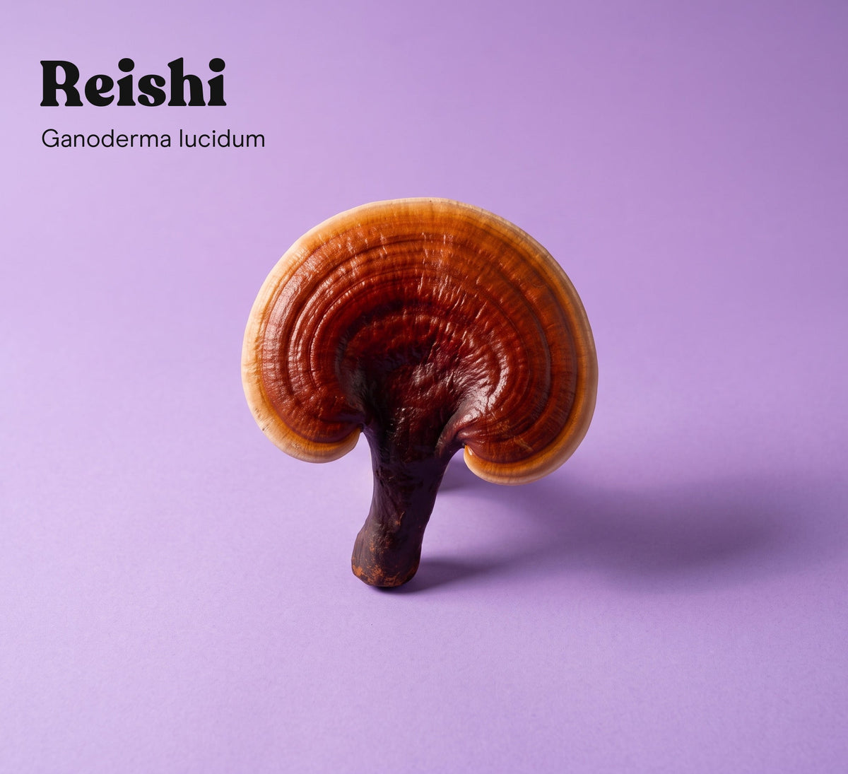 Reishi mushroom (Ganoderma lucidum) on a purple studio backdrop, the single mushroom in Pure Fungi Reishi Mushroom Extract Capsules