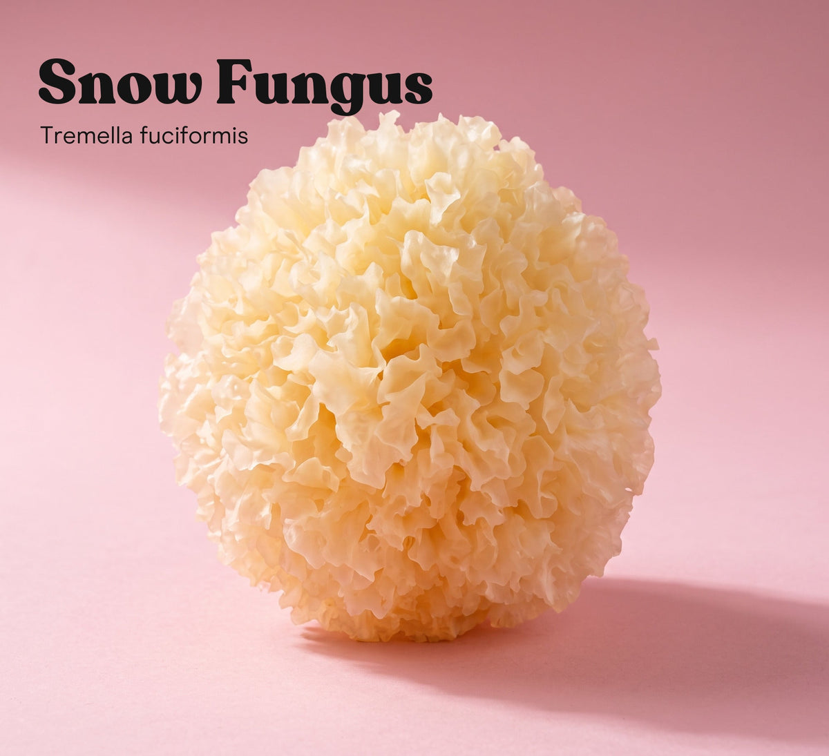 Snow Fungus mushroom (Tremella fuciformis) on a pink studio backdrop, the single mushroom in Pure Fungi Snow Fungus Mushroom Extract Capsules