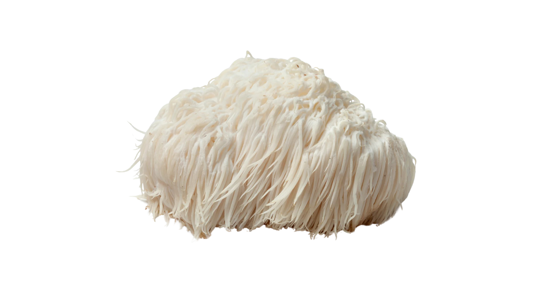 Lion's Mane Mushroom: Unlocking Brain Health and Cognitive Potential