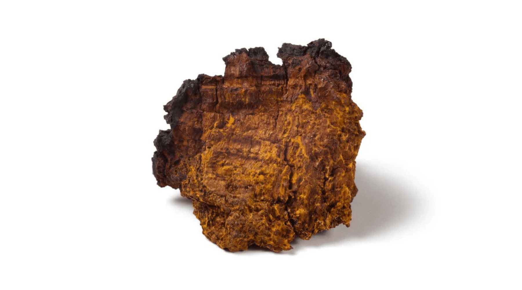 Chaga mushroom: Immune support, brain health, and inflammation relief - Pure Fungi