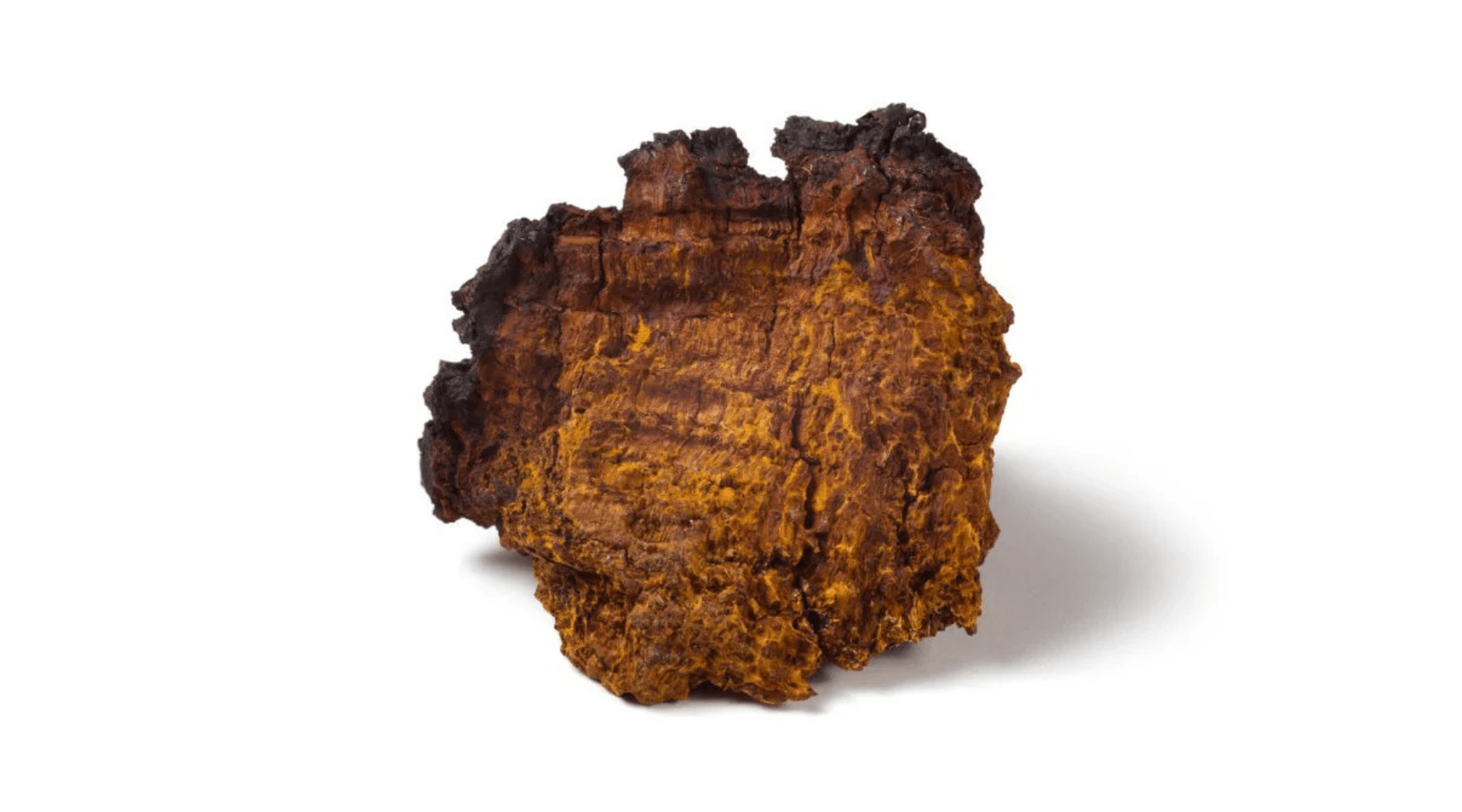 Chaga mushroom: Immune support, brain health, and inflammation relief - Pure Fungi