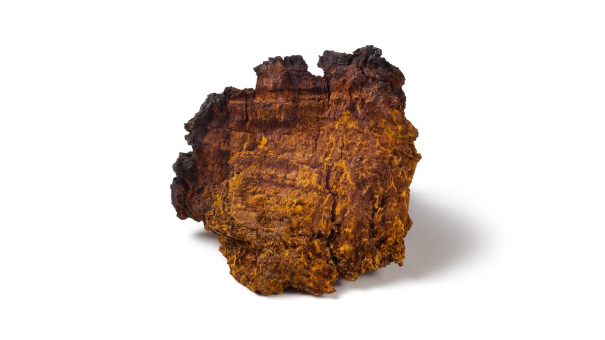 Chaga mushrooms: Don’t judge a book by its cover - Pure Fungi