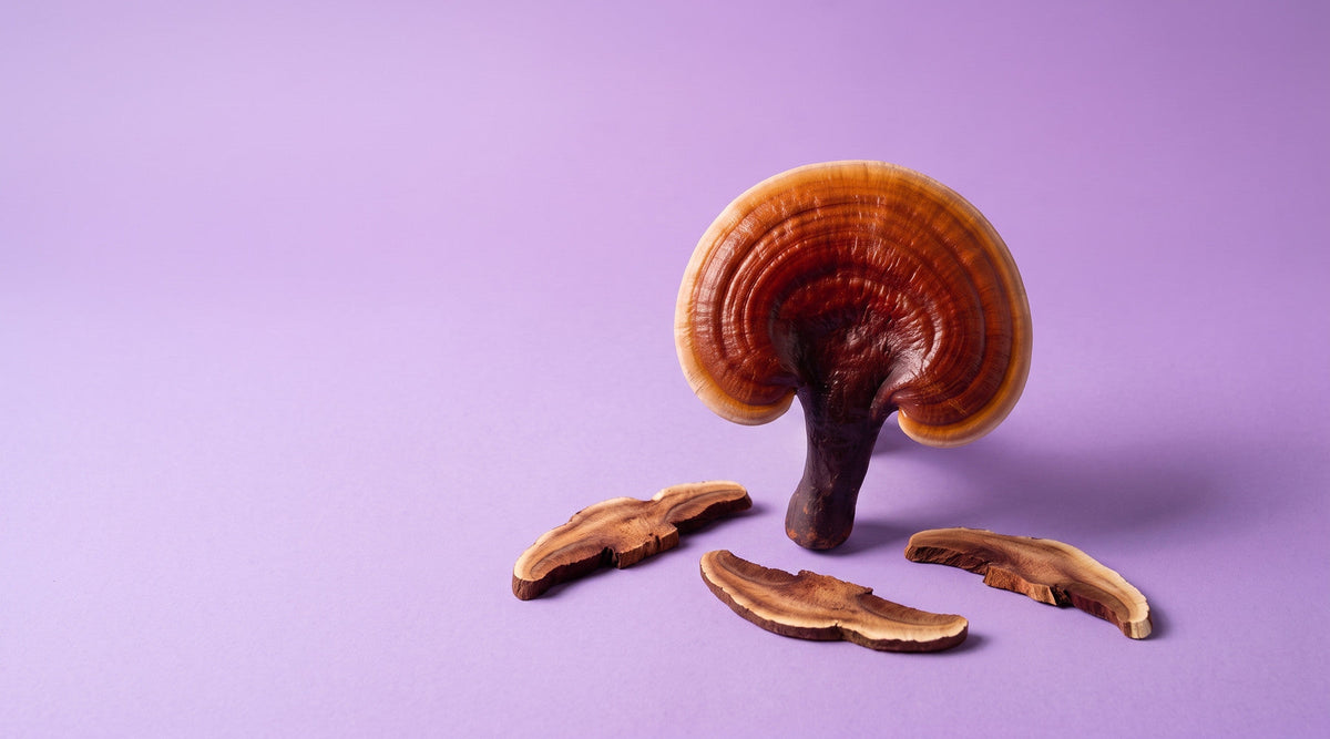 Reishi mushroom (Ganoderma lucidum) with three dried Reishi slices on a lilac backdrop