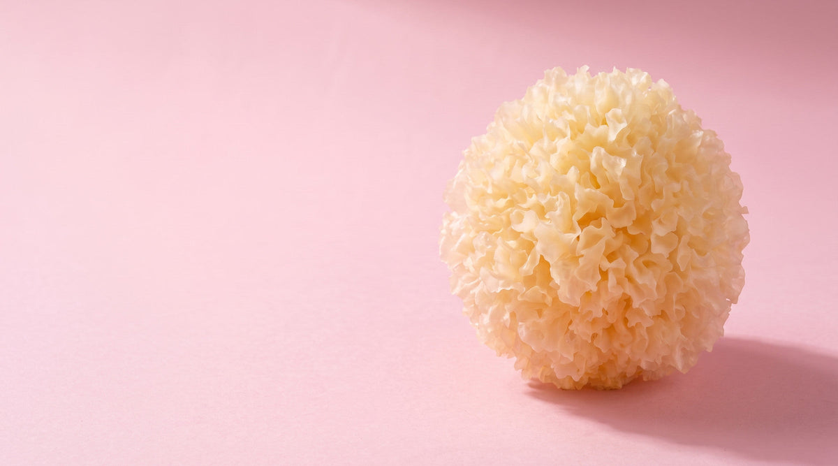 Snow Fungus (Tremella fuciformis) on a pink backdrop