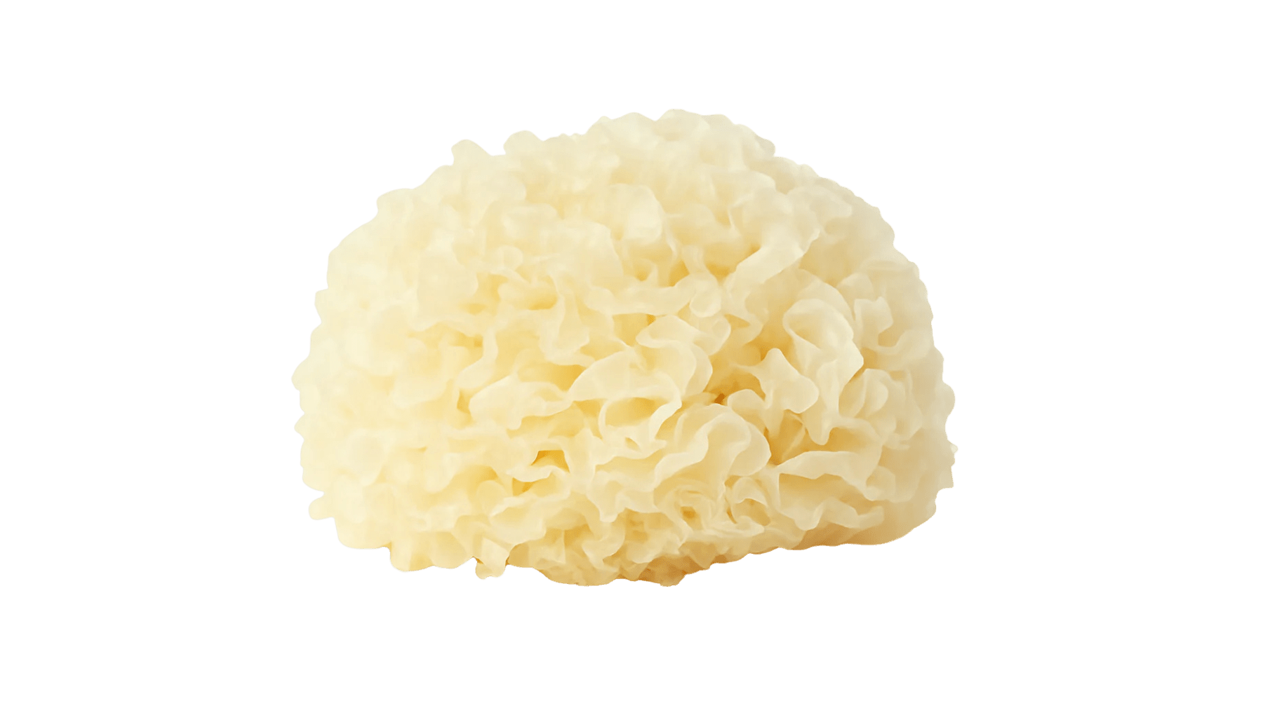 Snow Fungus: Hydrating Skin, Antioxidant Protection, and Cognitive & Immune Support - Pure Fungi