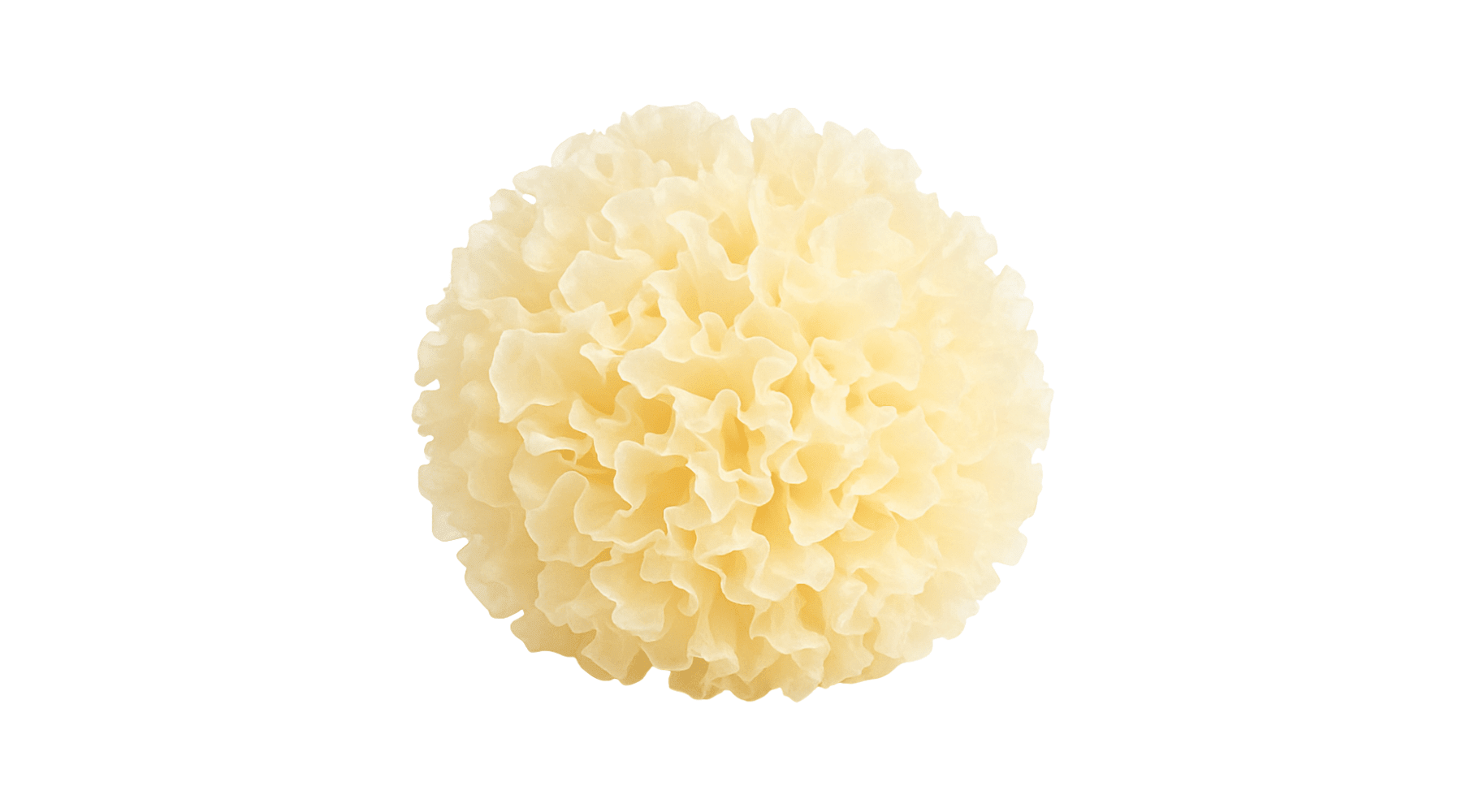 Snow Fungus (Tremella fuciformis): A Traditional Beauty Mushroom Modern Science Is Studying - Pure Fungi