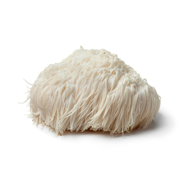 Lion's Mane pouch: organic, vegan fungi extract powder. 60g or 90 capsules (400mg each). GMO-free, soy-free, nut-free, gluten-free, lactose-free. UK-made, quality tested. Compostable pouch. High-quality fungi, advanced extraction for potent compounds.