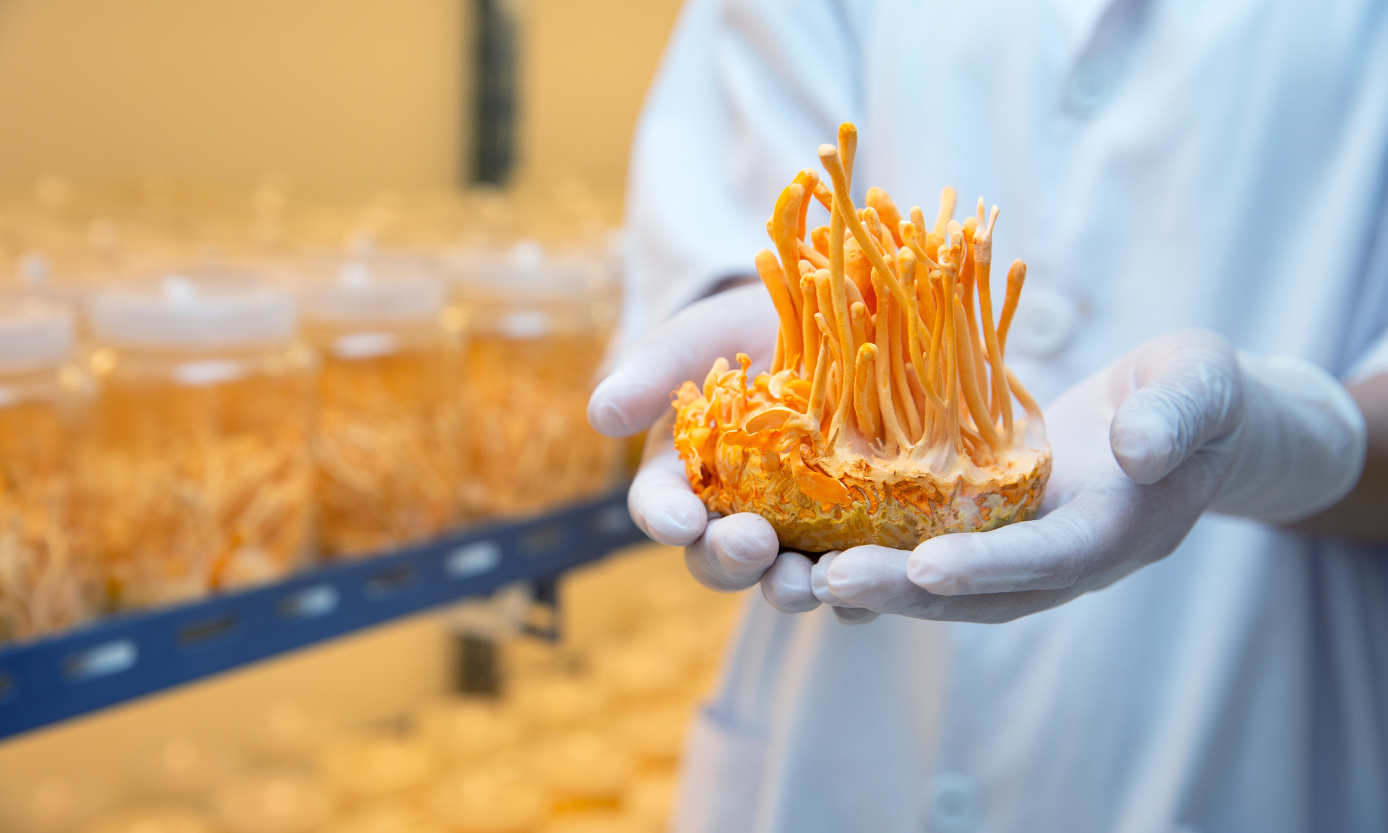 Cordyceps Mushroom Extracts Blog and Educational Articles