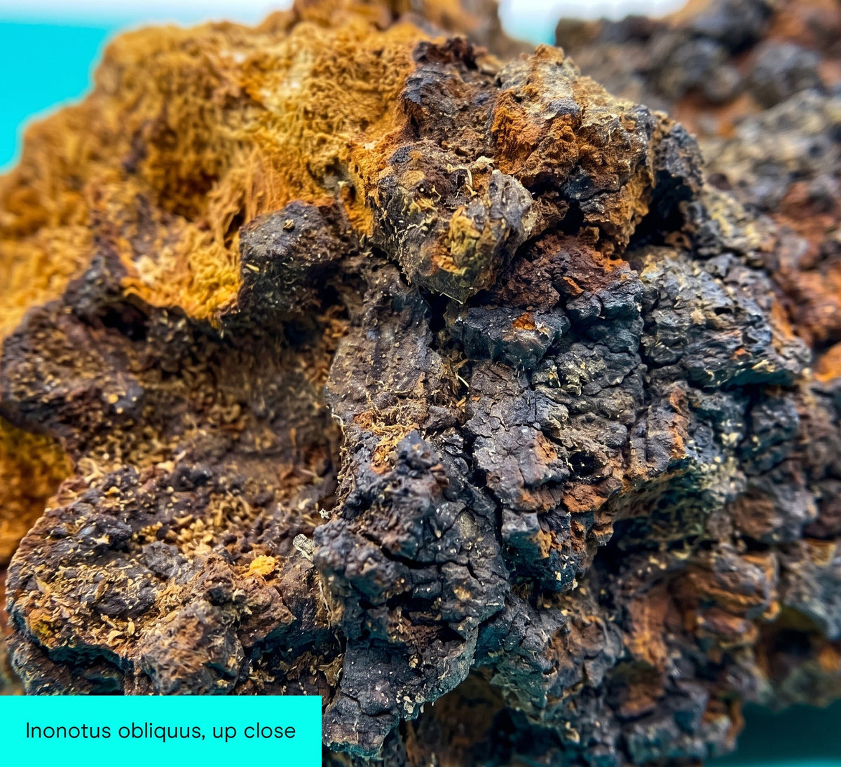 Chaga (Inonotus obliquus) up close: the black cracked crust and rust-orange interior