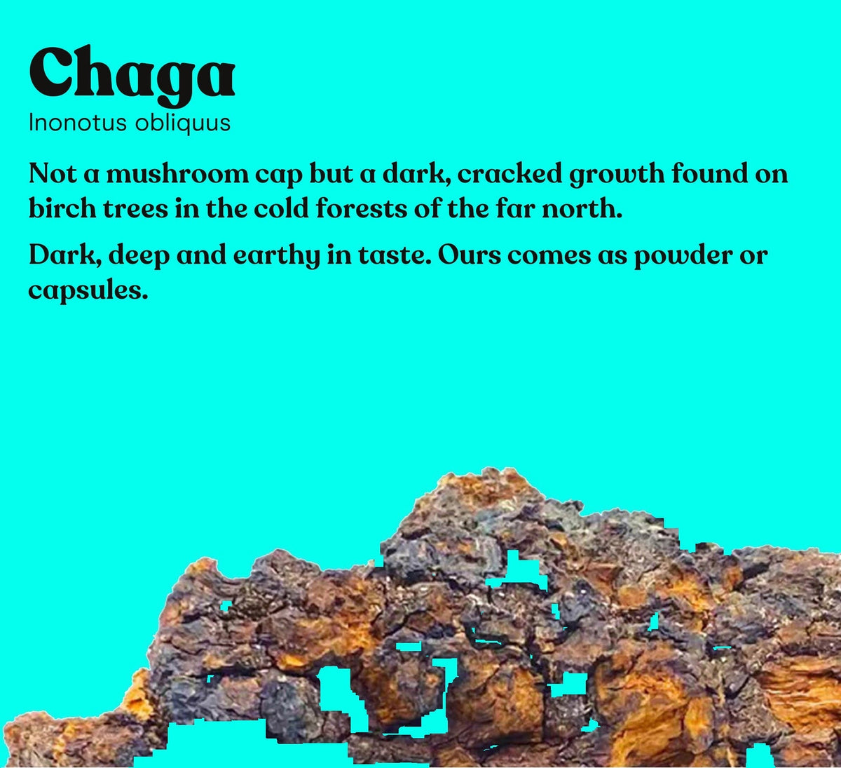 Chaga Mushroom Extract Capsules - Pure Fungi
