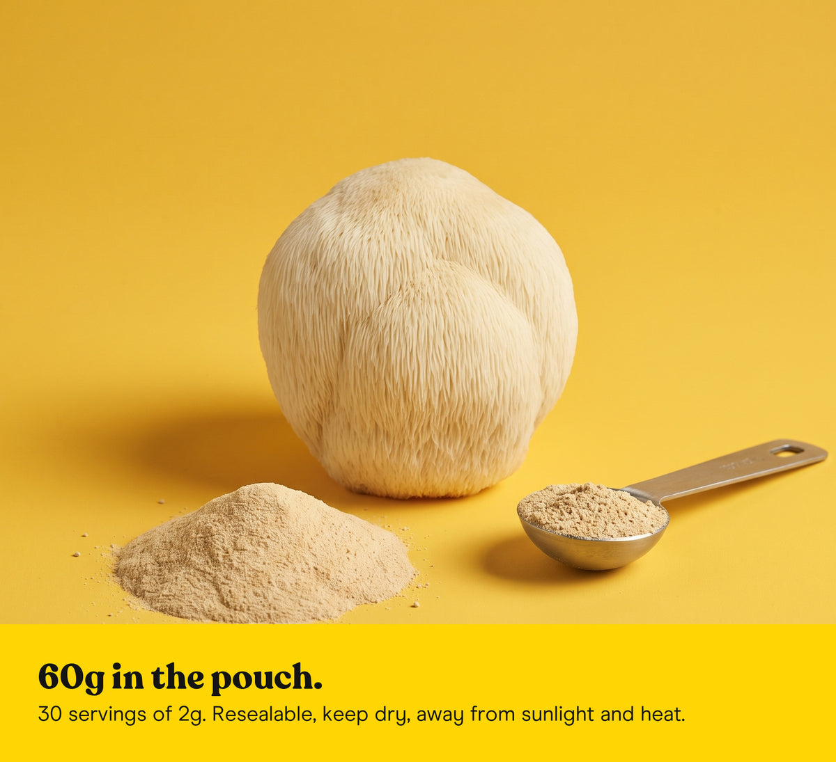 Lion's Mane mushroom (Hericium erinaceus) with a dune of powder and a measuring spoon on a yellow studio backdrop, the single mushroom in the Pure Fungi Lion's Mane Powder Triple Pack