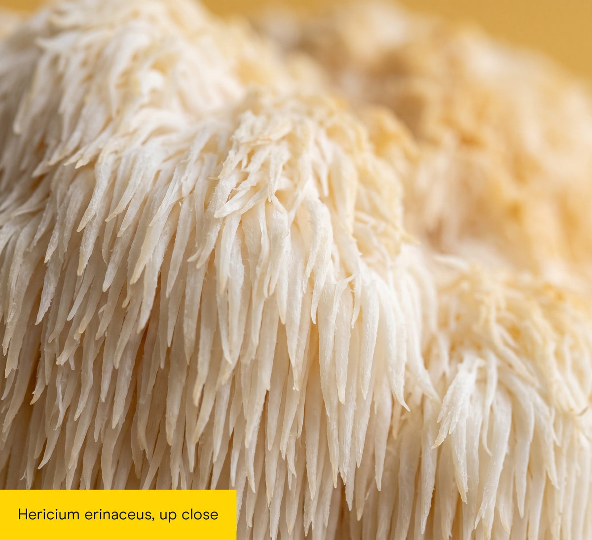 Lion's Mane Mushroom Extract Capsules - Pure Fungi