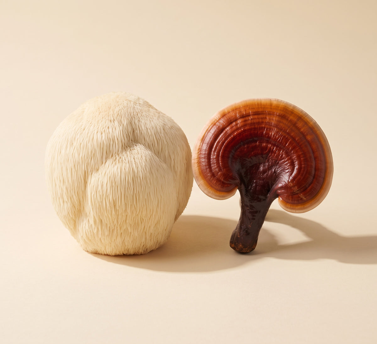 Lions Mane & Reishi Capsules Duo