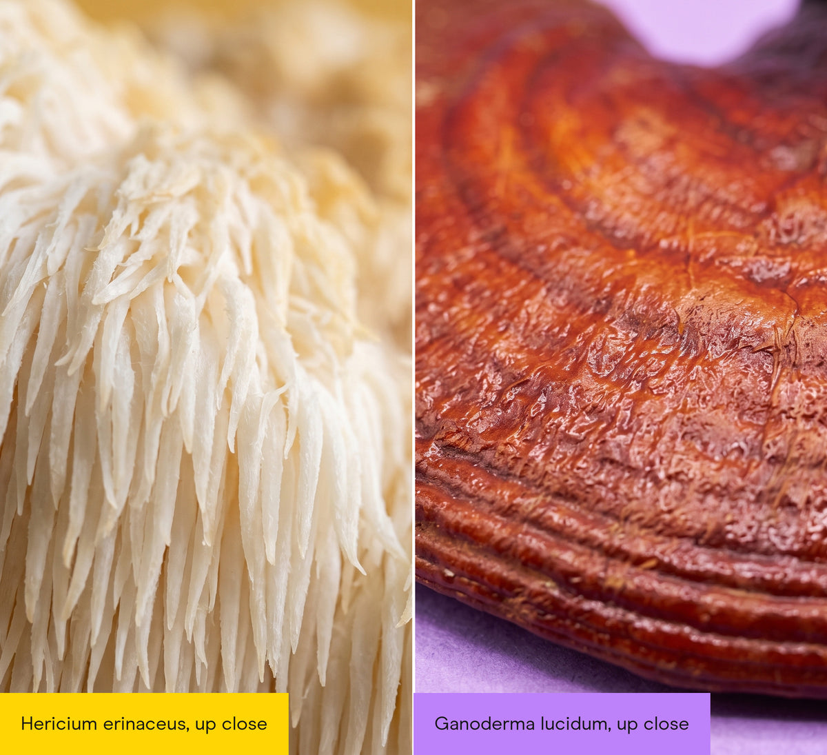 Close-up of a Lion's Mane mushroom (Hericium erinaceus) beside a close-up of a Reishi mushroom (Ganoderma lucidum)