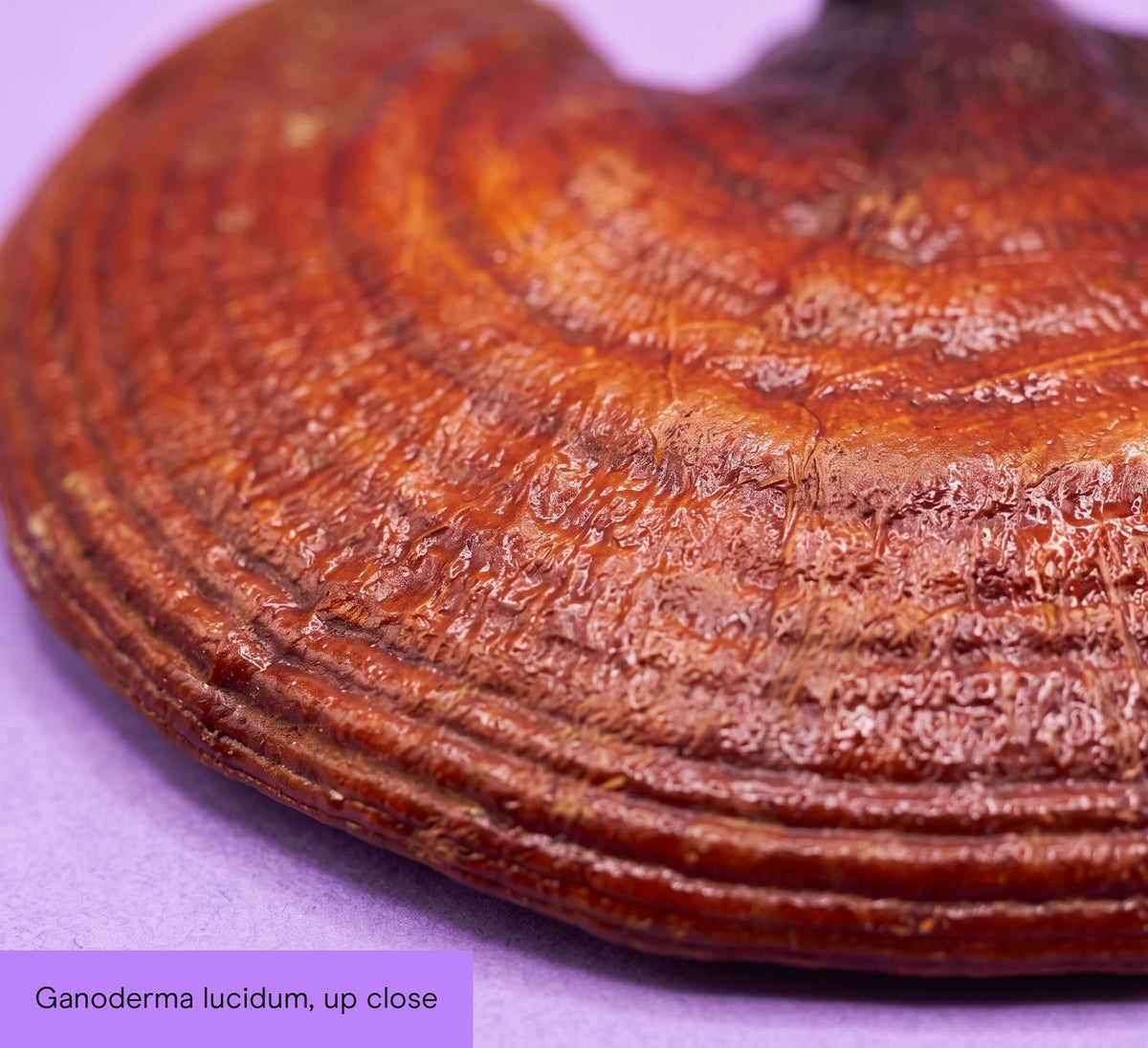Reishi Mushroom Extract Capsules - Pure Fungi